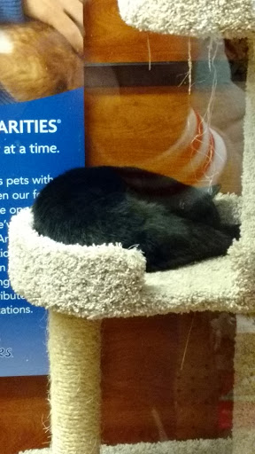 Pet Supply Store «PetSmart», reviews and photos, 1742 E 3rd St, Williamsport, PA 17701, USA