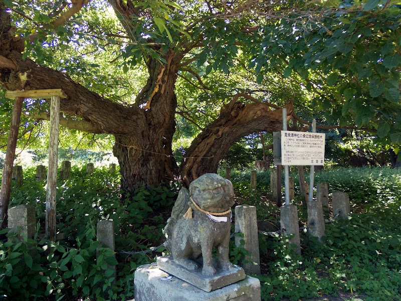 恵比寿神社の桑記念保護樹木