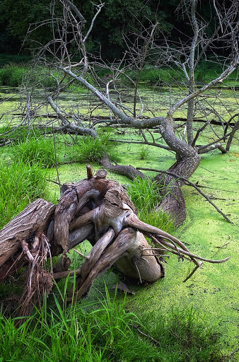 Park «Allison Pond Park», reviews and photos, 406 Prospect Ave, Staten Island, NY 10301, USA