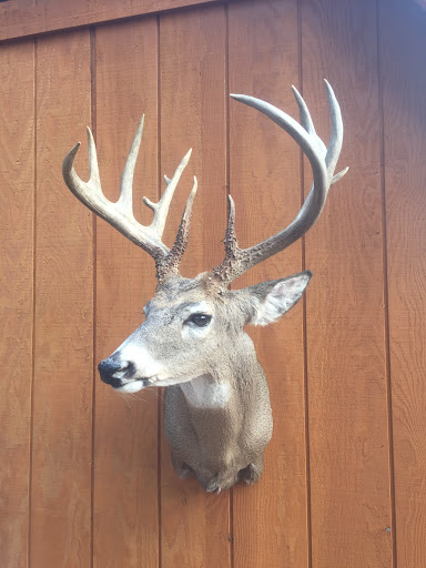 JR Gallimore’s Taxidermy