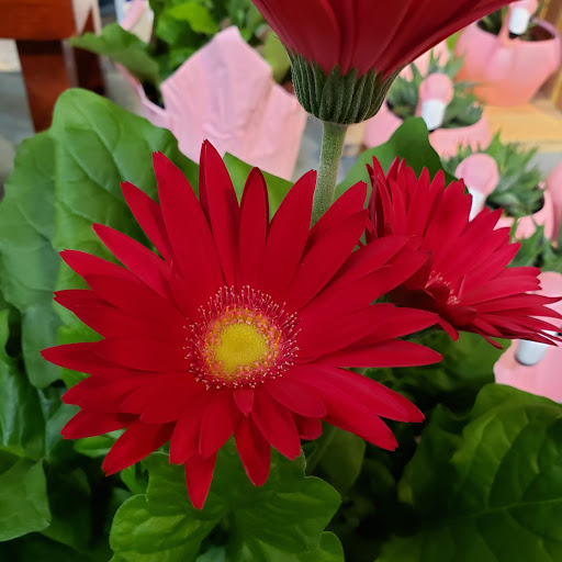 Supermarket «Giant Eagle Supermarket», reviews and photos, 7939 Day Dr, Cleveland, OH 44129, USA