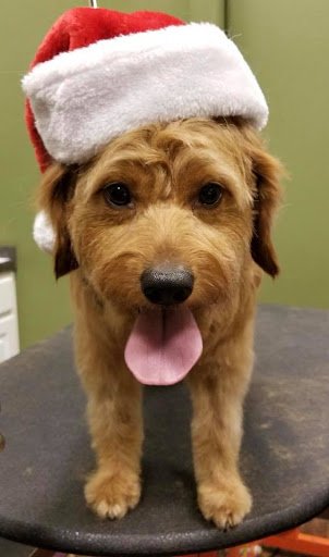 Pet Supply Store «EarthWise Pet Supply», reviews and photos, 4701 Bauer Farm Drive b, Lawrence, KS 66049, USA