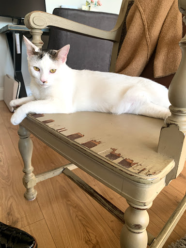 Pet Supply Store «PetSmart», reviews and photos, 220 Commerce Blvd, Fairless Hills, PA 19030, USA