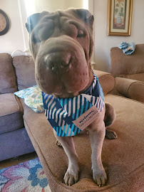 PetSmart - Photo 5 - Car repair in Chicopee, MA, Springfield