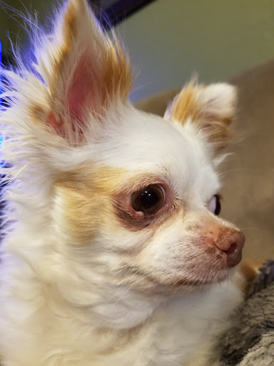 Pet Supply Store «Petco Animal Supplies», reviews and photos, 660 Chestnut Commons Dr, Elyria, OH 44035, USA