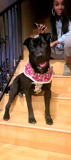 Pet Supply Store «PETNJOY - GARDENA», reviews and photos, 15515 Normandie Ave, Gardena, CA 90247, USA