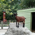 Photo n° 32 de l'avis de Geoffrey.r fait le 07/08/2019 à 18:03 pour Zoo d'Amiens Métropole à Amiens