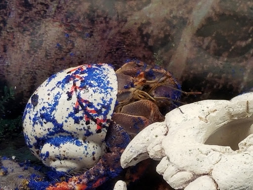 Pet Store «Pet Shop», reviews and photos, 210 W Main St, Sedalia, MO 65301, USA