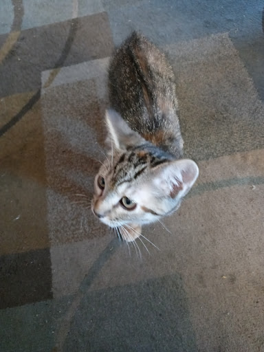 Pet Supply Store «Petco Animal Supplies», reviews and photos, 2805 E 29th Ave, Spokane, WA 99223, USA