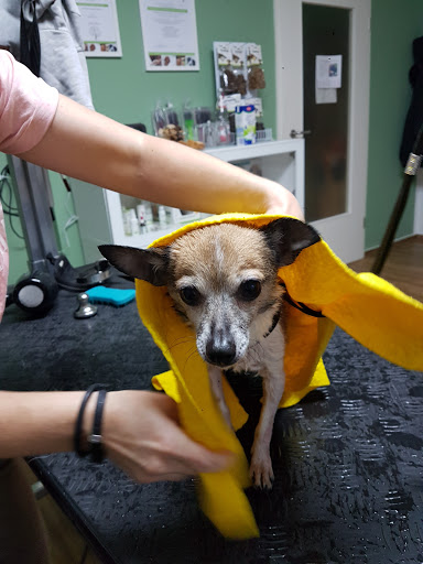 Hundefriseur 