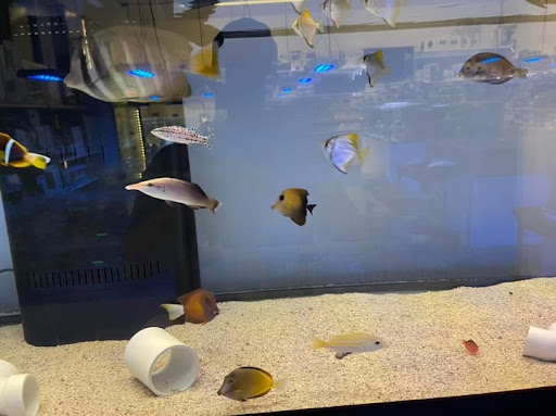 Pet Store «Sea King Aquariums», reviews and photos, 12005 NE 12th St #29, Bellevue, WA 98005, USA