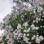 Photo n°19 de l'avis de Michael.a fait le 11/09/2023 à 14:52 sur le  Amantea à San Giacomo-Marinella