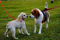 St. Pete Dog Walking - Photo 4 - Car repair in , St. Petersburg