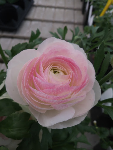 Florist «Meier Flowerland & Greenhouse», reviews and photos, 8087 Grand River Ave, Brighton, MI 48114, USA