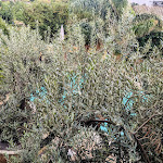 Photo n°1 de l'avis de Eliseo.n fait le 01/10/2023 à 18:08 sur le  Hotel Villa Canu à Cabras