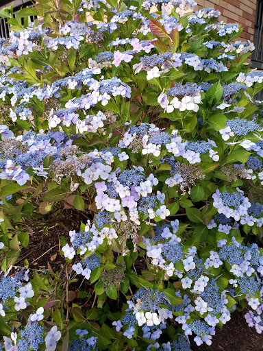 Park «Dr. Jose Rizal Park», reviews and photos, 1007 12th Ave S, Seattle, WA 98144, USA