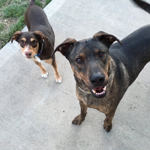 The Canine Crib - Where The Cool Dogs Come To Stay & Play! in Overland Park, Kansas