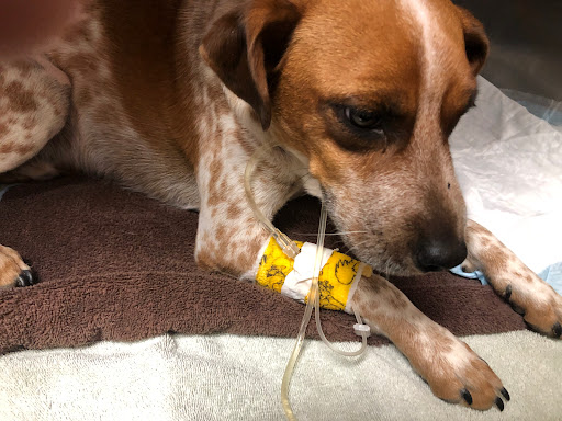 Insurance Agency «Embrace Pet Insurance», reviews and photos