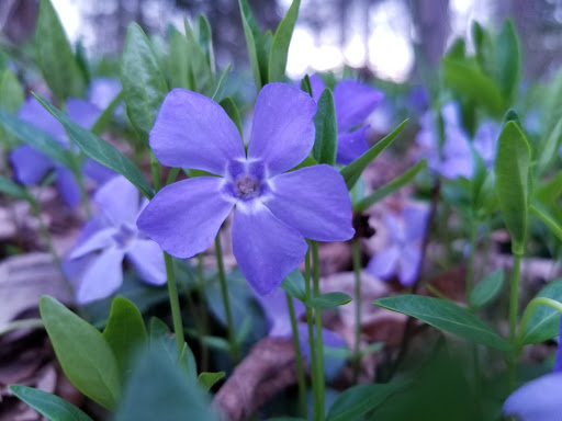 National Park «Wilderness Battlefield», reviews and photos, 35347 Constitution Hwy, Orange, VA 22160, USA