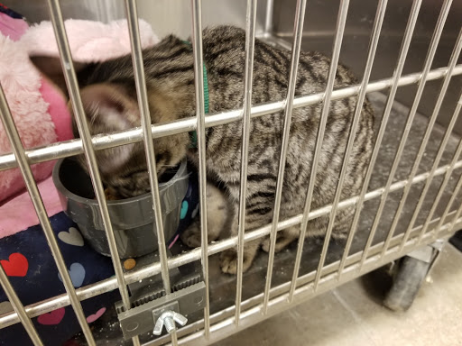 Pet Supply Store «PetSmart», reviews and photos, 5640 Cedar Lake Rd, Minneapolis, MN 55416, USA