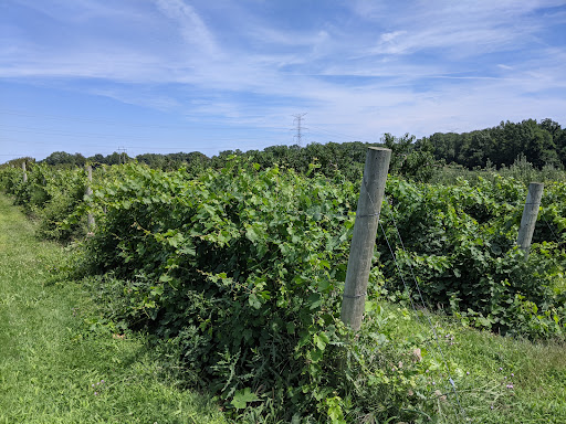 Winery «Quarry Hill Winery», reviews and photos, 8403 Mason Rd #2, Berlin Heights, OH 44814, USA