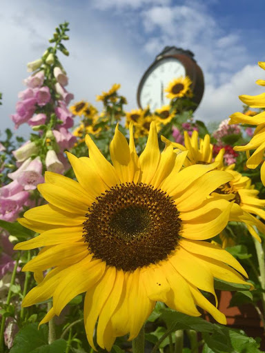 Plant Nursery «Lukas Nursery & Butterfly Encounter», reviews and photos, 1909 Slavia Rd, Oviedo, FL 32765, USA