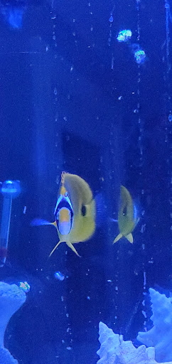 Tropical Fish Store «Aquatic Treasures», reviews and photos, 35 Galen St, Watertown, MA 02472, USA