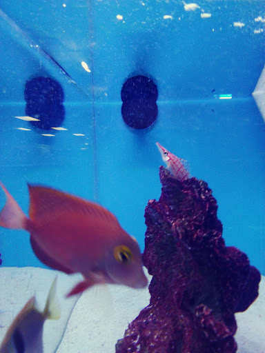 Shopping Mall «Airport Mall», reviews and photos, 1129 Union St, Bangor, ME 04401, USA