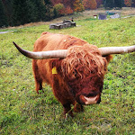 Photo n°4 de l'avis de Luca.a fait le 22/10/2019 à 10:36 sur le  Malga Valli à Barcis