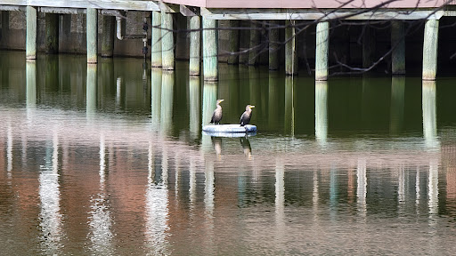 Nature Preserve «Three Lakes Park & Nature Center», reviews and photos, 400 Sausiluta Dr, Richmond, VA 23227, USA