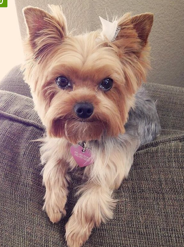 Pet Groomer «A Klassy Lassie, LLC», reviews and photos, 30 Old Jackson Rd, McDonough, GA 30252, USA