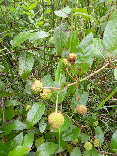 Nature Preserve «Beanblossom Bottoms Nature Preserve - Sycamore Land Trust», reviews and photos, N Woodall Rd, Ellettsville, IN 47429, USA