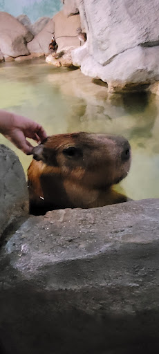 Aquarium «SeaQuest Interactive Aquarium Las Vegas», reviews and photos, 3528 S Maryland Pkwy #340, Las Vegas, NV 89169, USA