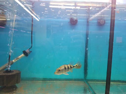 Pet Store «Super Pets», reviews and photos, 9403 E Las Tunas Dr, Temple City, CA 91780, USA