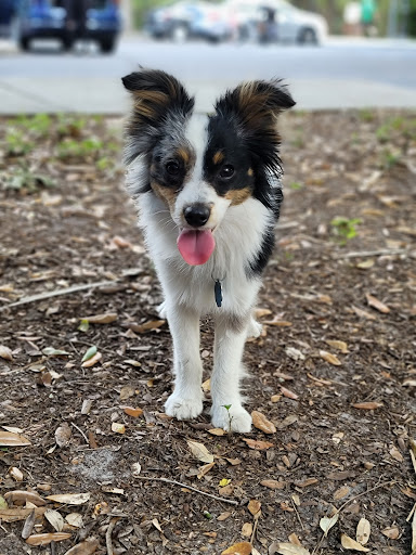 Park «North Water Tower Park», reviews and photos, 4700 Rilma Ave, Sarasota, FL 34234, USA