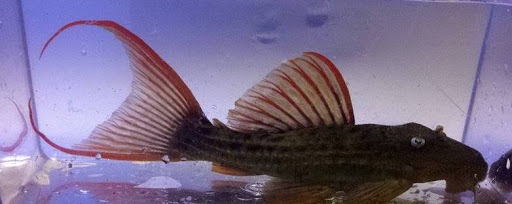 Aquarium «Rift Lake Aquatics», reviews and photos, 6777 Engle Rd j, Cleveland, OH 44130, USA