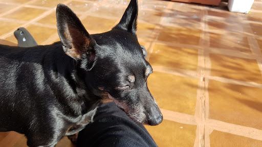 Clínica Veterinaria Campo de Gibraltar en Algeciras