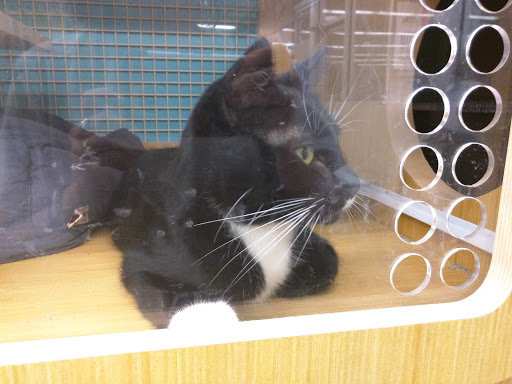 Pet Supply Store «Petco Animal Supplies», reviews and photos, 2842 NW 63rd St, Oklahoma City, OK 73116, USA