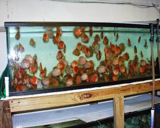 Tropical Fish Store «Jack Wattley Discus», reviews and photos, 6944 NE 4th Ave, Miami, FL 33138, USA