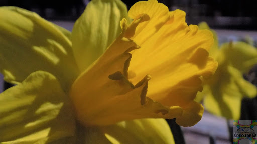 Florist «The Growth Co.», reviews and photos, 167 Hazard Ave, Enfield, CT 06082, USA