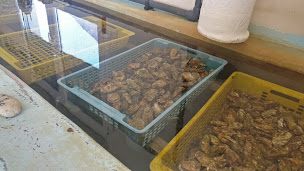 Photo n°71 de JOYEAU MICHEL à Dolus-d'Oléron ()