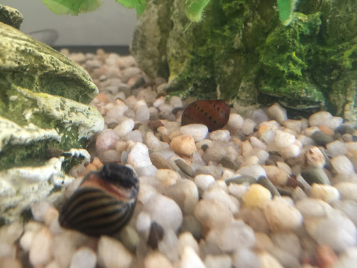 Pet Supply Store «Petco Animal Supplies», reviews and photos, 1540 Eastern Blvd, Montgomery, AL 36117, USA