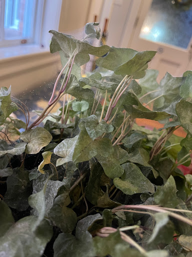 Hardware Store «Islands Ace Hardware», reviews and photos, 318 Johnny Mercer Blvd #5, Savannah, GA 31410, USA