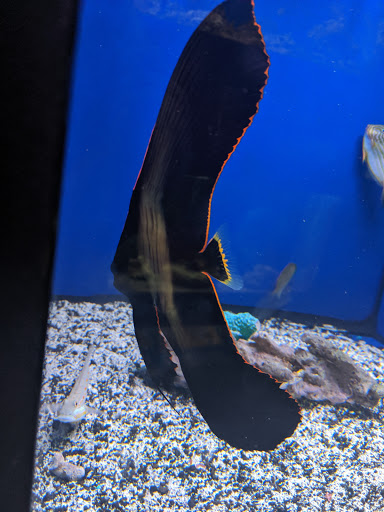 Tropical Fish Store «World Of Pets Inc», reviews and photos, 7199 Turfway Rd #2, Florence, KY 41042, USA