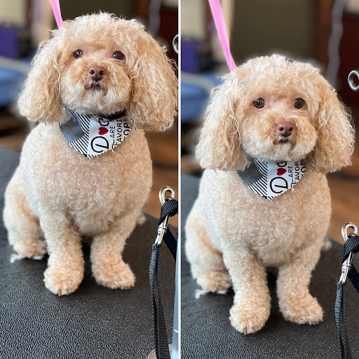 Pet Groomer «Doggie Doos By Amy Lou», reviews and photos, 132 2nd St NE, New Philadelphia, OH 44663, USA