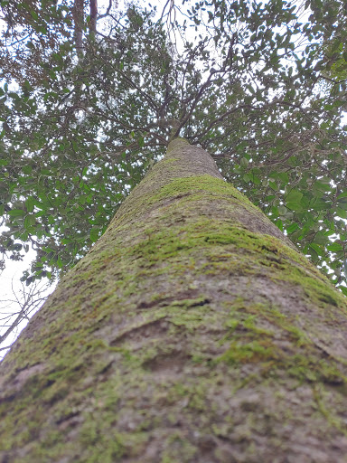 National Forest «Tuskegee National Forest», reviews and photos, 125 National Forest Rd 949, Tuskegee, AL 36083, USA