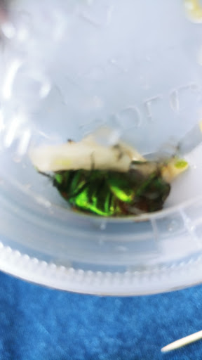 Coffee Shop «Starbucks», reviews and photos, 10719 McPherson Rd, Laredo, TX 78045, USA