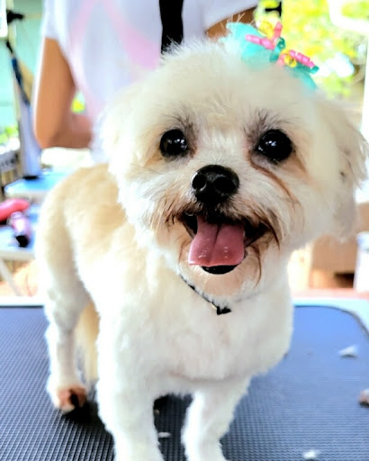 Kauai Pet Sitting & Grooming