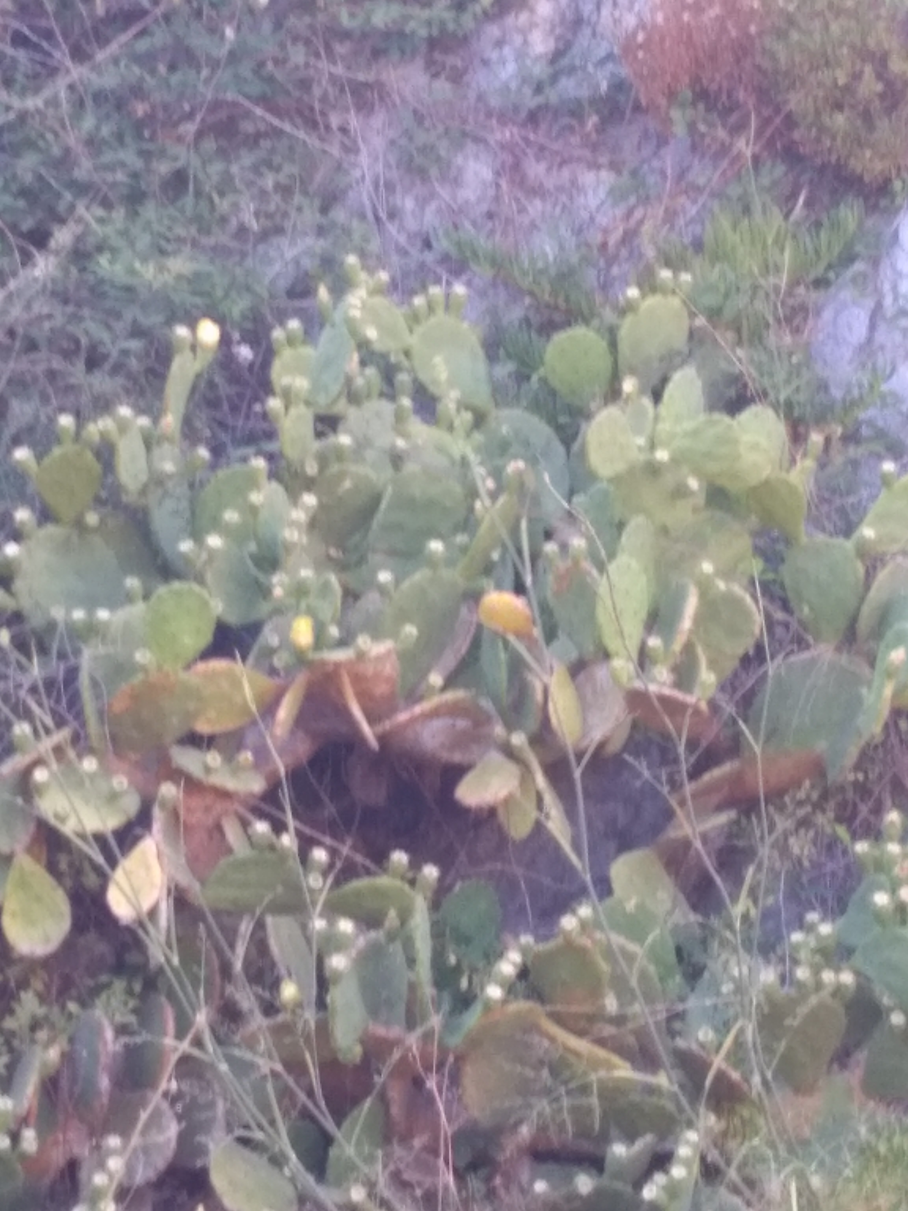 Photo n° 2 de l'avis de Sandrine.P fait le 10/07/2020 à 17:36