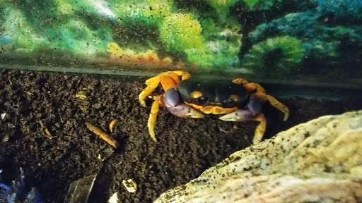 Pet Store «Hillcrest Farms Pet Shop», reviews and photos, 629 S Broadway St, McComb, MS 39648, USA